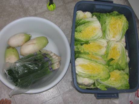 1) scatter  the salt  over the  half-split  cabbages or soak in salt water
    and  leave it  for  about 7~9 hours.
