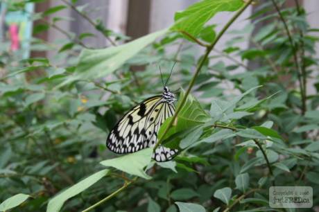 used_IMG_2302.JPG